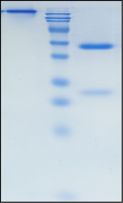 (Lifastuzumab)Biosimilar Reference Antibody