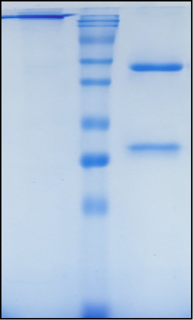 (Ligelizumab)Biosimilar Reference Antibody