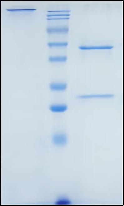 (Ligufalimab)Biosimilar Reference Antibody