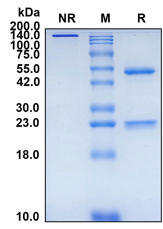 (Lilotomab)Biosimilar Reference Antibody(CD37)(CAS NO:1453362-55-4)