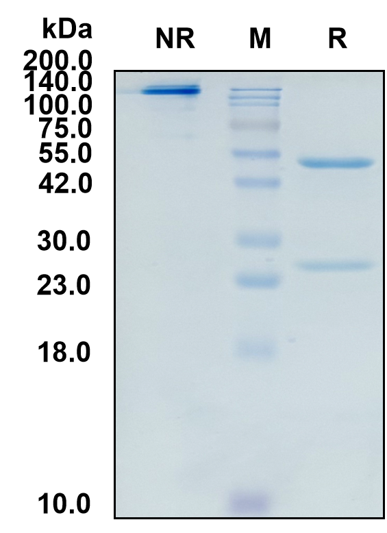 (Linavonkibart)Biosimilar Reference Antibody(TGFB1)(CAS NO:2640981-30-0)