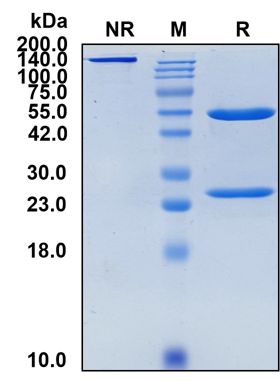 (Lintuzumab)Biosimilar Reference Antibody(SIGLEC3/CD33/p67)(CAS NO:166089-32-3)