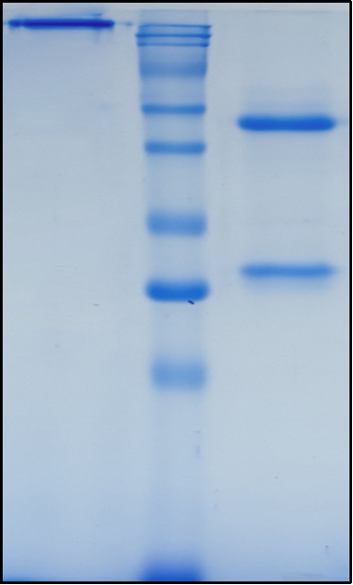 (Lirentelimab)Biosimilar Reference Antibody