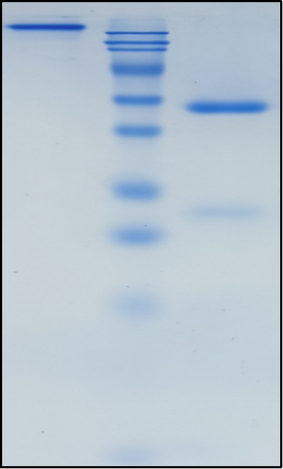 (Litifilimab)Biosimilar Reference Antibody