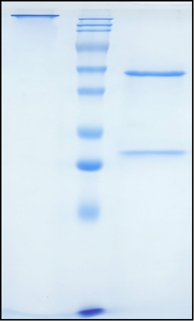 (Livmoniplimab)Biosimilar Reference Antibody