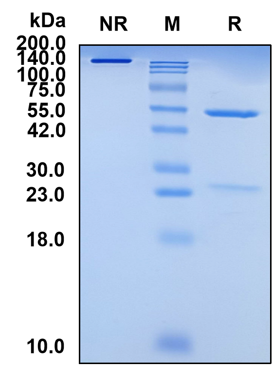 (Lodapolimab)Biosimilar Reference Antibody(PDL1/CD274)(CAS NO:2118349-31-6)