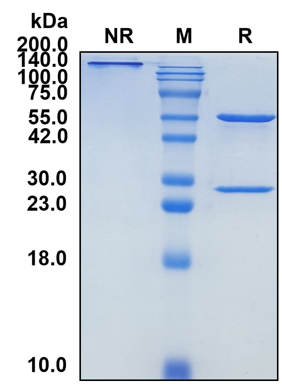 (Loncastuximab)Biosimilar Reference Antibody(CD19)(CAS NO:1875032-68-0)