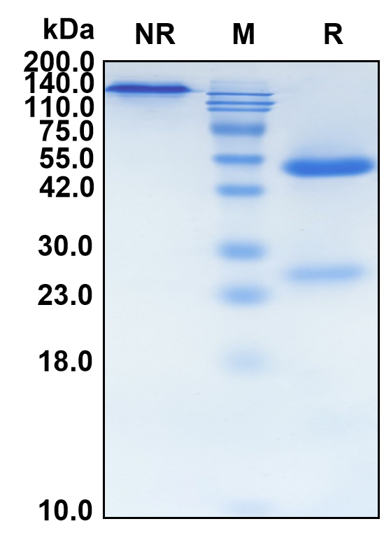 (Lonigutamab)Biosimilar Reference Antibody