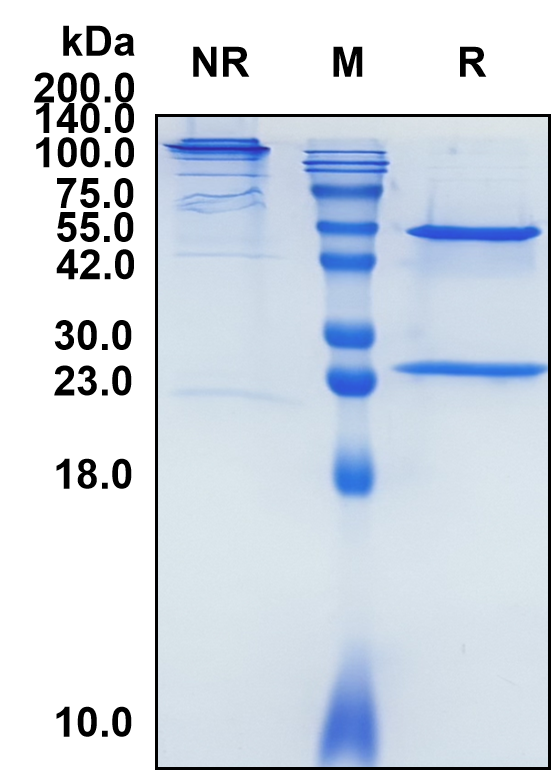 (Lucatumumab)Biosimilar Reference Antibody(TNFRSF5/CD40)(CAS NO:903512-50-5)