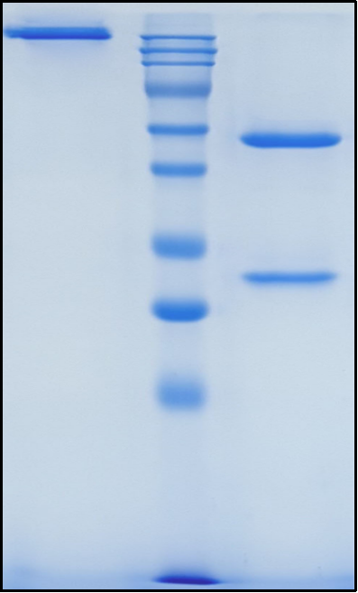 (Lumretuzumab)Biosimilar Reference Antibody