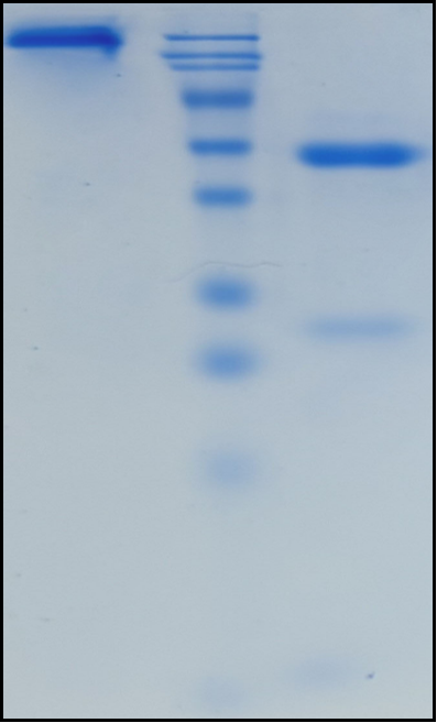 (Lumrotatug)Biosimilar Reference Antibody