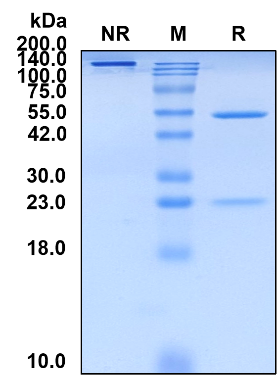 (Lupartumab)Biosimilar Reference Antibody(LYPD3)(CAS NO:1640971-88-5)