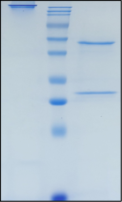 (Lusvertikimab)Biosimilar Reference Antibody