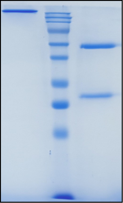 (Luvagrobart)Biosimilar Reference Antibody