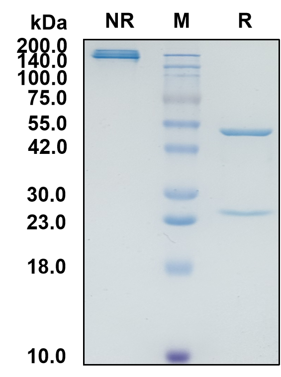 (Luveltamab)Biosimilar Reference Antibody(FOLR1)(CAS NO:2493327-59-4)