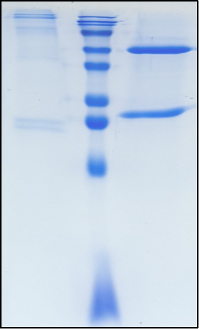 (Magrolimab)Biosimilar Reference Antibody