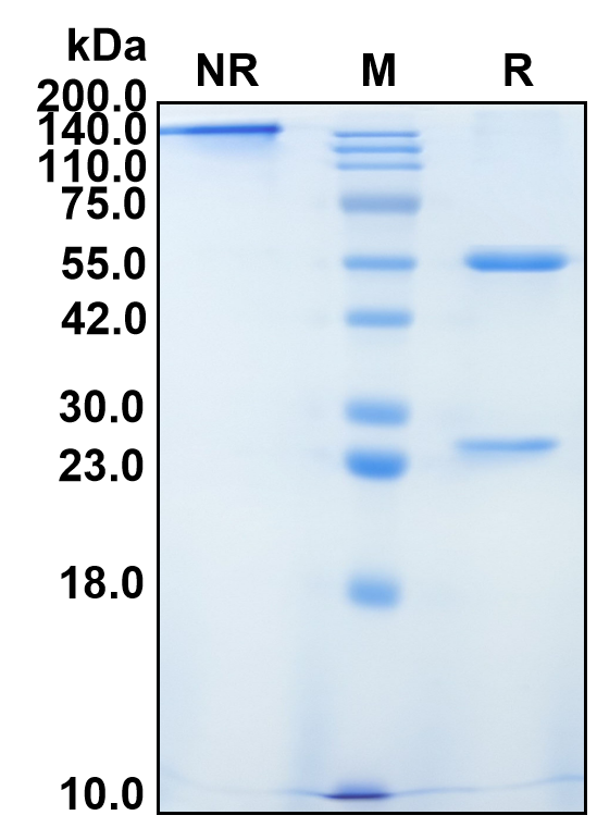 (Maridebart)Biosimilar Reference Antibody
