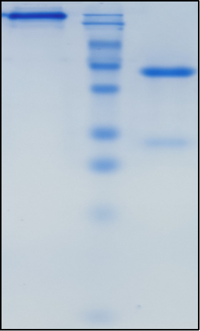 (Marstacimab)Biosimilar Reference Antibody