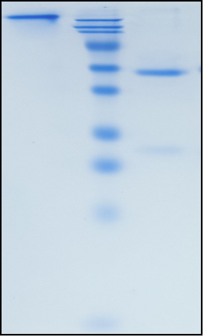 (Mazorelvimab)Biosimilar Reference Antibody