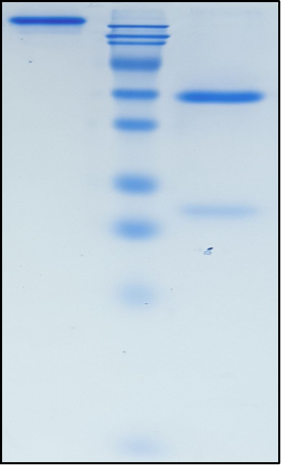 (Mecbotamab)Biosimilar Reference Antibody