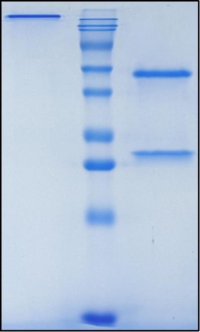 (Melrilimab)Biosimilar Reference Antibody