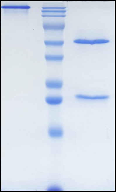 (Metelimumab)Biosimilar Reference Antibody