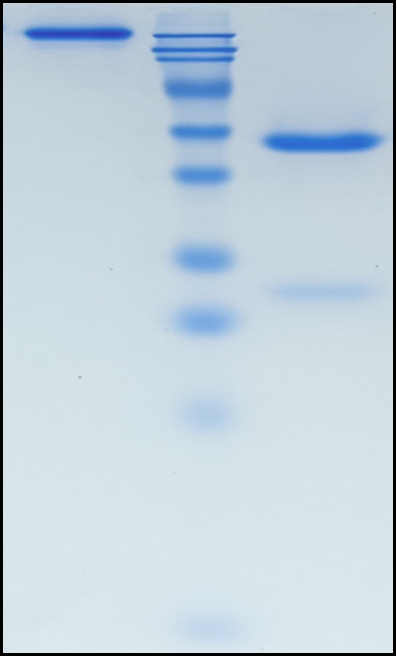 (Mezagitamab)Biosimilar Reference Antibody