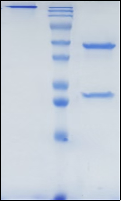(Mibavademab)Biosimilar Reference Antibody