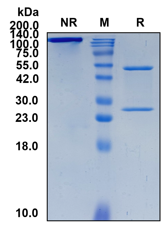 (Milatuzumab)Biosimilar Reference Antibody(CD74/HLA class II histocompatibility antigen gamma chain)(CAS NO:899796-83-9)