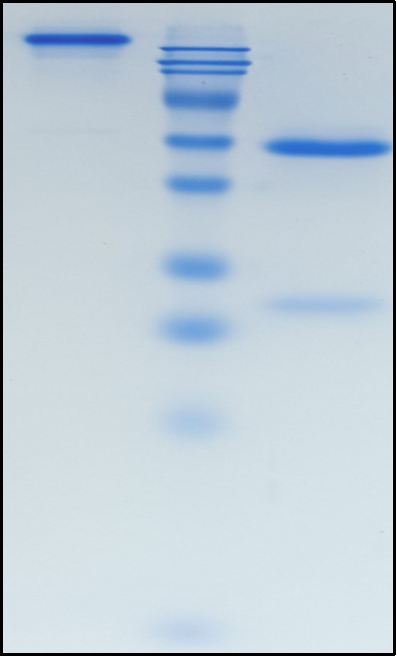 (Mipasetamab)Biosimilar Reference Antibody