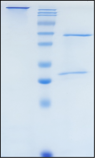 (Miptenalimab)Biosimilar Reference Antibody