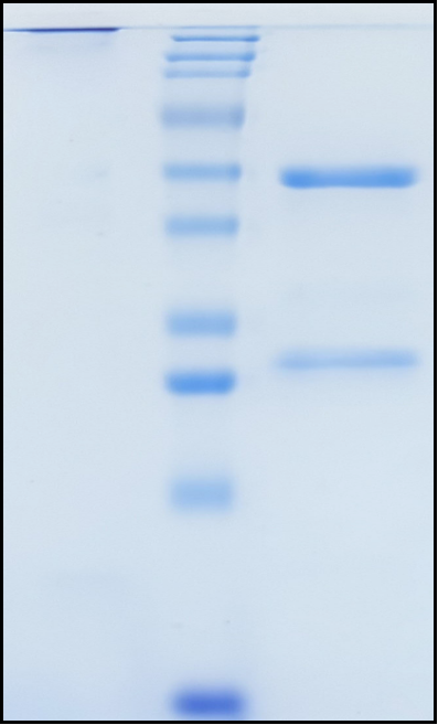 (Mirikizumab)Biosimilar Reference Antibody