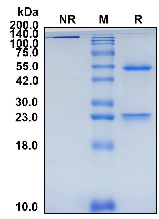 (Miromavimab)Biosimilar Reference Antibody(Rabies Virus Strain ERA Glycoprotein Ectodomain Epitope G-II)(CAS NO:2247163-73-9)