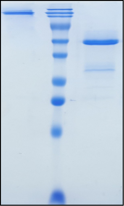 (Mirvetuximab)Biosimilar Reference Antibody
