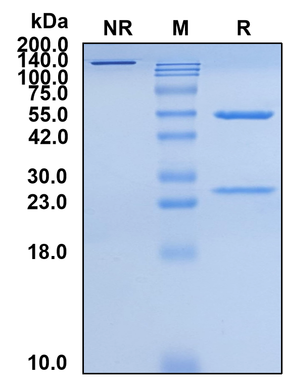 (Modotuximab)Biosimilar Reference Antibody(EGFR/ERBB1/HER1)(CAS NO:1310460-86-6)