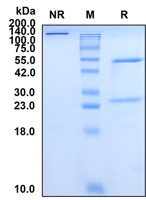 (Mogamulizumab)Biosimilar Reference Antibody(CCR4/CD194)(CAS NO:1159266-37-1)