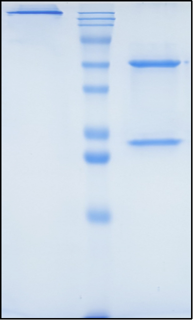 (Monalizumab)Biosimilar Reference Antibody