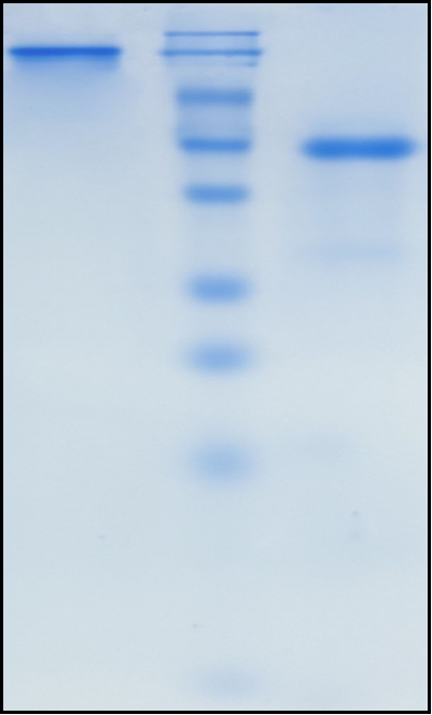 (Murlentamab)Biosimilar Reference Antibody