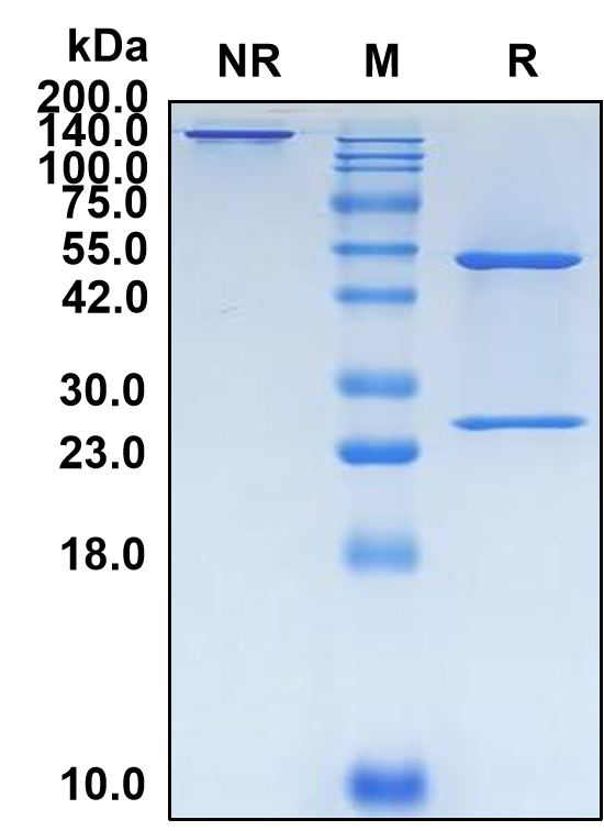 (Muzastotug)Biosimilar Reference Antibody(CTLA4/CD152)(CAS NO:2750031-18-4)