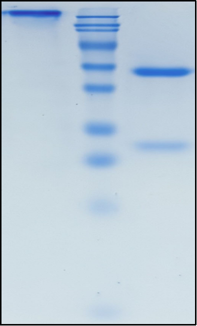 (Navivumab)Biosimilar Reference Antibody