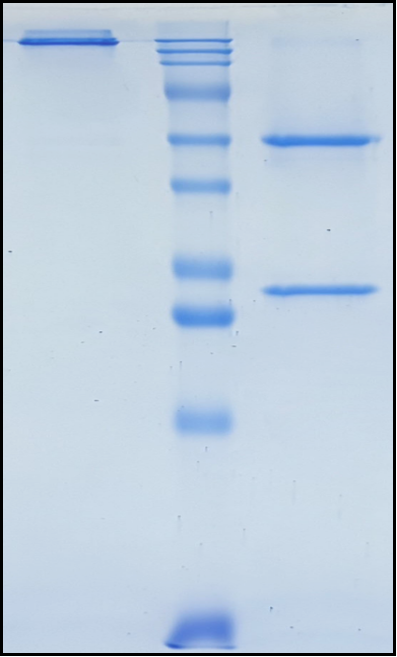 (Negalstobart)Biosimilar Reference Antibody