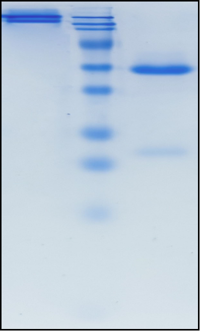 (Nelistotug)Biosimilar Reference Antibody