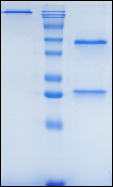 (Nemolizumab)Biosimilar Reference Antibody