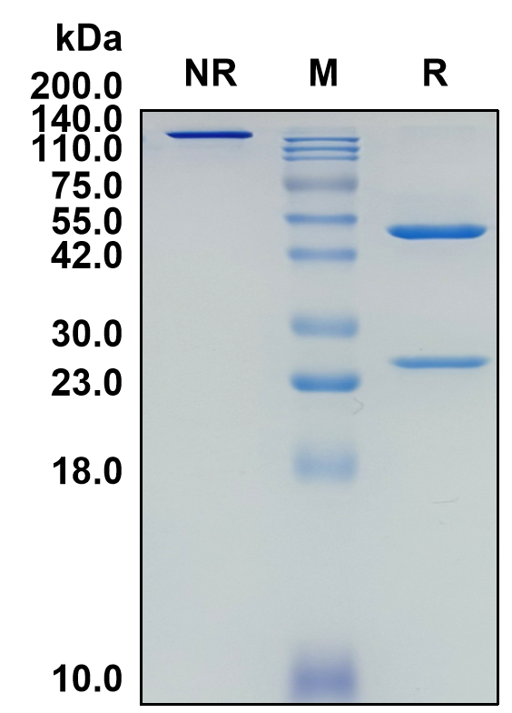 (Nesvacumab)Biosimilar Reference Antibody(ANGPT2)(CAS NO:1296818-77-3)