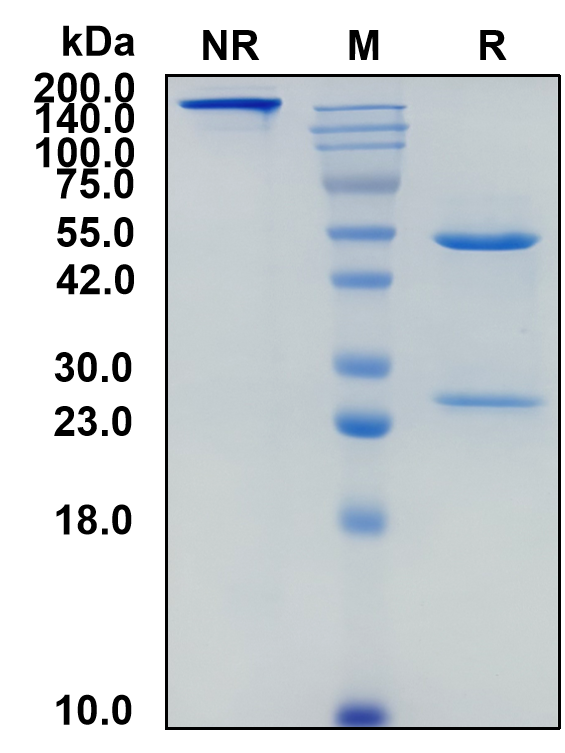 (Netakimab)Biosimilar Reference Antibody(IL17A)(CAS NO:1796570-08-5)