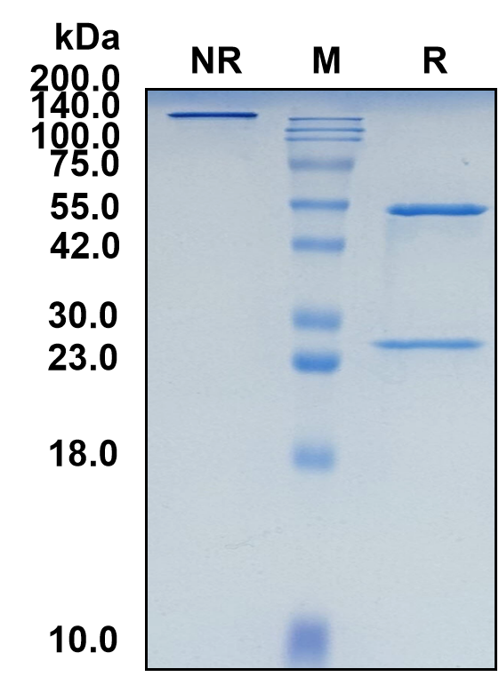(Nezutatug)Biosimilar Reference Antibody(ERBB3/HER3)(CAS NO:2673271-78-6)
