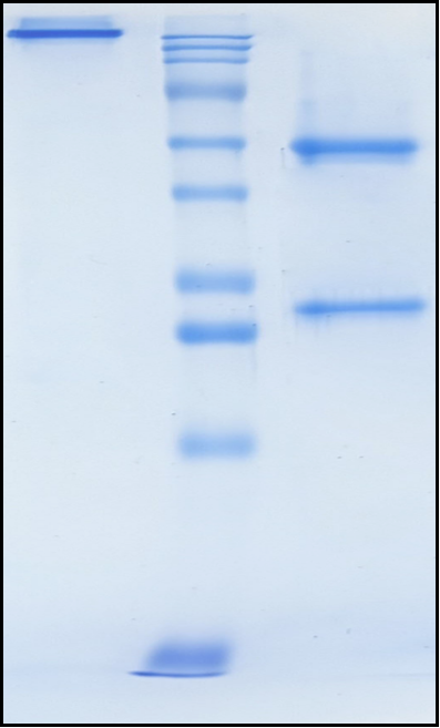 (Nofazinlimab)Biosimilar Reference Antibody