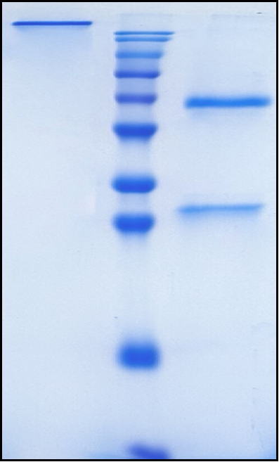 (Nolavetbart)Biosimilar Reference Antibody