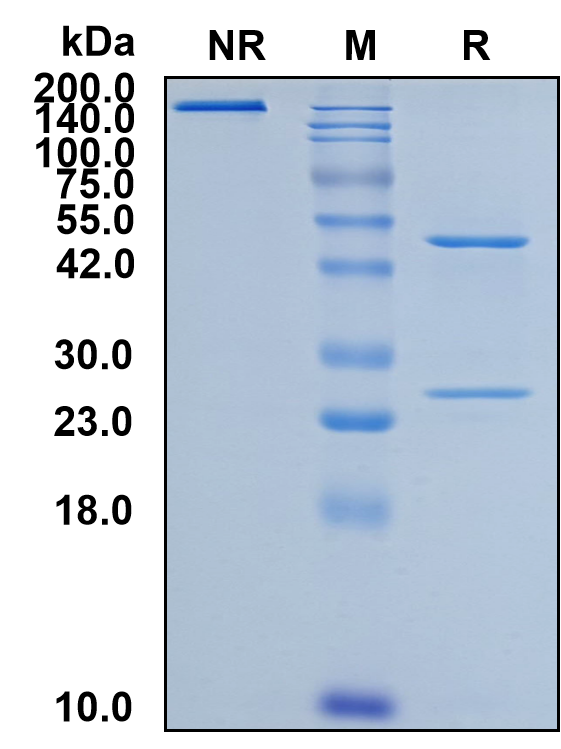 (Obexelimab)Biosimilar Reference Antibody(CD19)(CAS NO:1690307-05-1)