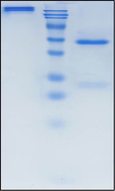 (Obiltoxaximab)Biosimilar Reference Antibody
